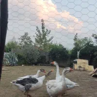 غو غاز