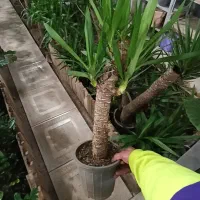 گلدان + یوکا تنه دار زیبا مناسب هدیه -ارسال سریع|گل و گیاه طبیعی|تهران, اختیاریه|دیوار