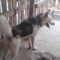 سگ نگهبان