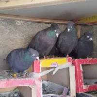 کبوتر زاغ کرز سیاتی پرنده