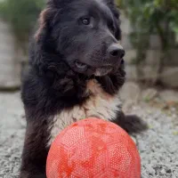 قهدریجانی اصیل