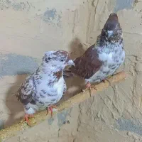 کبوتر گرفتنی گورگی تهران|پرنده|ارومیه, |دیوار