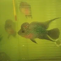 فروش فلاور دیونه   فلاور زیادع شما چی میخای