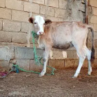 گاوگوساله نروماده نرشیری وعلف خور