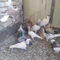 کفتر|پرنده|مشهد, رباط طرق|دیوار