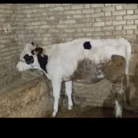 شنگول زیر بر (گوساله ماده )|حیوانات مزرعه|فارسان, |دیوار