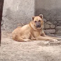 با سلام سگ سرابی ۱۶ ماهه|سگ|مشهد, طرق|دیوار