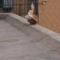 یجفت دم سفید زرد وسرخ خال مشکی