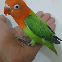 جوجه کوتوله دستی