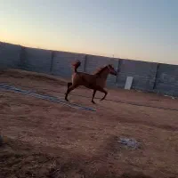 نریون ۴ ساله|اسب و تجهیزات اسب‌سواری|مبارکه, |دیوار