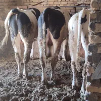 گوساله پروار|حیوانات مزرعه|جلگه رخ, |دیوار