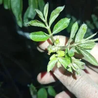 فروش انهال های پاکتی بن دار
