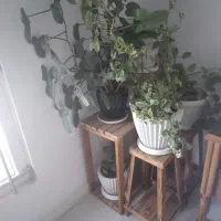 گل و گلدون و پایه گل