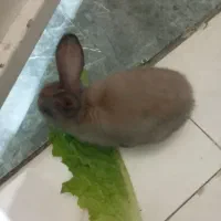 خرگوش|موش و خرگوش|اهواز, بهارستان|دیوار