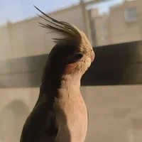 عروس هلندی آهویی