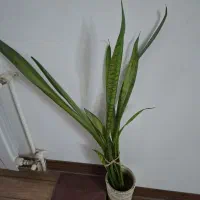 تعدادی گلدان وگل طبیعی