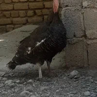 بوقلمون ماده ۱سال و خورده ای