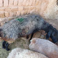 تعداد ۲میش اوستن و یک بره فروش فوری