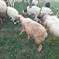 گوساله نر