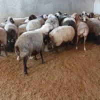 ستا قوچ بزری جوان|حیوانات مزرعه|قوچان, |دیوار