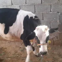 گوساله|حیوانات مزرعه|جیرفت, |دیوار