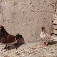 کبوتر|پرنده|اهواز, منازل کارون|دیوار