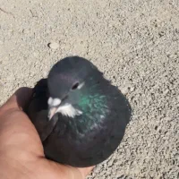 کفتر یا کبوتر