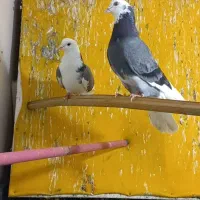 ۱۴طوق کفترپرشی جوان زیبا