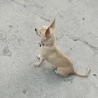 واگذاری سگ ماده