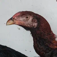 خروس لاری