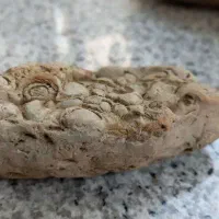 فسیل صدفی دو کفه ای برای 23 میلیون سال قبل|کلکسیون اشیاء عتیقه|قم, انسجام|دیوار