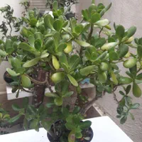 بنسای کراسولا اواتا ۴۰ و۳۰ ساله|گل و گیاه طبیعی|رشت, باهنر|دیوار