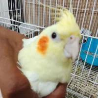 عروس نر