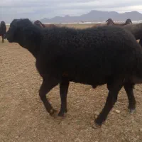 قوچ میش بز بره|حیوانات مزرعه|عسگران, |دیوار