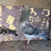 ۴ جفت سبز کاکلی. آلمانی. پشت سبز|پرنده|بیرجند, |دیوار