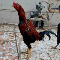 خروس لاری ۱۰ماهه