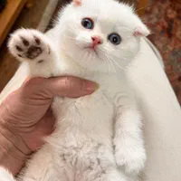 شهر گربه های اسکاتیش اشرافی|گربه|کرمانشاه, |دیوار