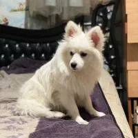 سگ پامرانین روباهی خرسی