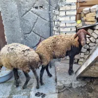 2عدد میش سالم قیمت ارزون