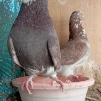 کفتر|پرنده|سیرجان, |دیوار