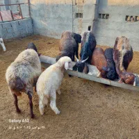 گوسفند بابره دوقلو|حیوانات مزرعه|سیمین شهر, |دیوار