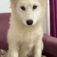 سگ سامویید ۴ ماهه