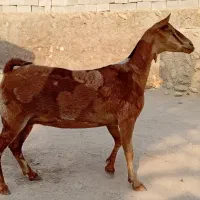 بز صلاله پچی با نری پچی اطراف رویدر