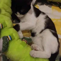 واگزاری|گربه|ارومیه, |دیوار