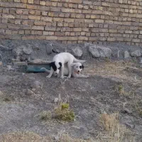 سگ توله دوتا نره قدرجانی