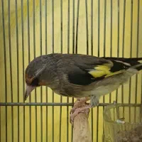 سهره کرمانی دورگه|پرنده|فردیس, نگارستان|دیوار