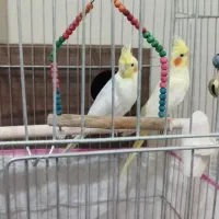 فروش یک جفت عروس هلندی