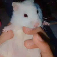 قلیون کوچک و یک همستر