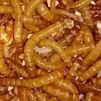 مزرعه میلورم|خزنده|تهران, باغ فیض|دیوار