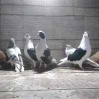 کبوتر کلسفید و پلاس